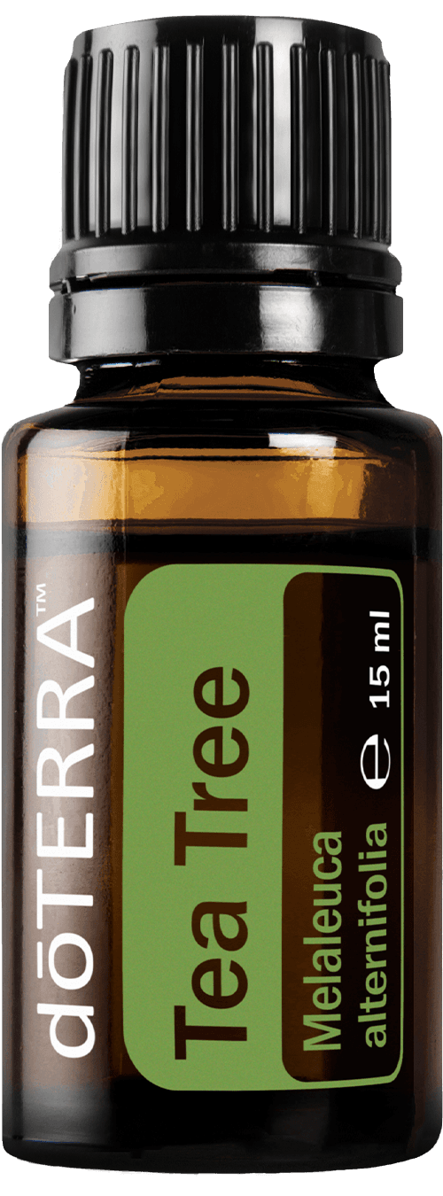 Tea Tree Árvore do Chá